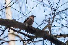 Fringilla coelebs