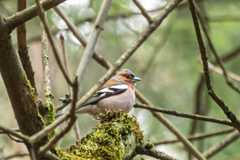 Fringilla coelebs