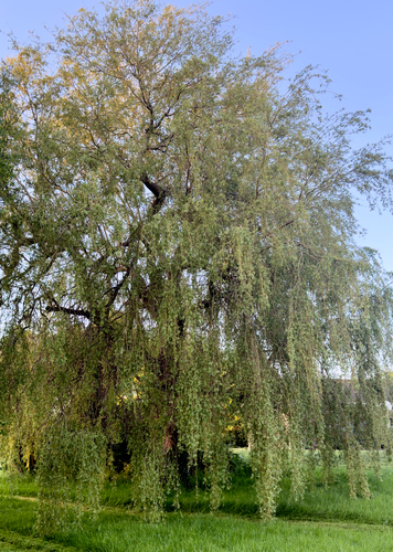 weeping willow