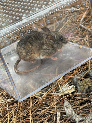 iNaturalist observation photo of California Mouse