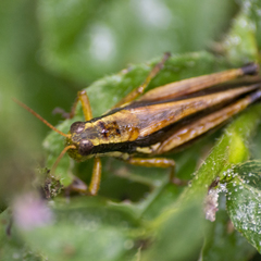 Dichroplus elongatus