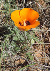 Calochortus kennedyi