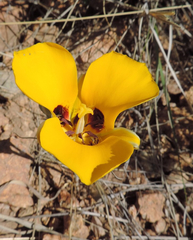 Calochortus kennedyi