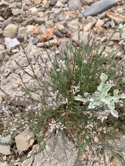 Thamnosma texana
