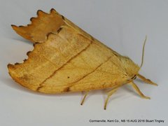 Drepana bilineata