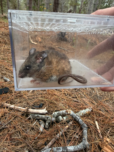 iNaturalist observation photo of California Mouse
