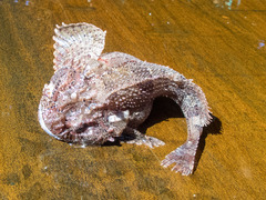 Hemitripterus americanus