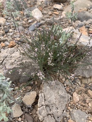 Thamnosma texana