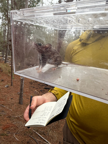 iNaturalist observation photo of Gambel's Deer Mouse