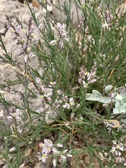 Thamnosma texana
