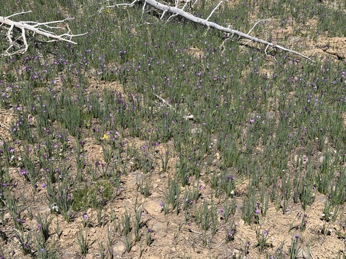 Olsynium douglasii observed 2026-05-24