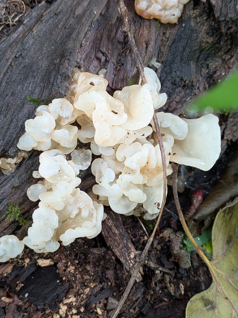 white jelly fungus · May 2026 · photo: Photo: no rights reserved · iNaturalist