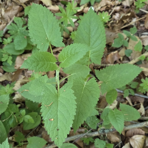 Sticky Sage