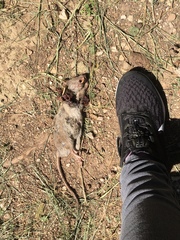 Rattus norvegicus