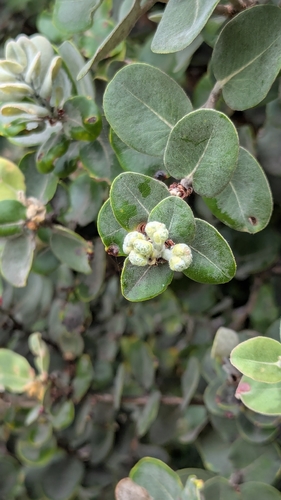 Metrosideros polymorpha observed 2026-05-24