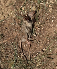 Rattus norvegicus