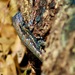 Sceloporus undulatus undulatus - Photo (c) Janson Jones, algunos derechos reservados (CC BY-NC), uploaded by Janson Jones