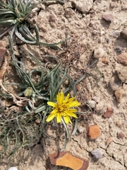 Pseudopodospermum molle