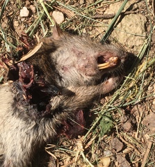 Rattus norvegicus