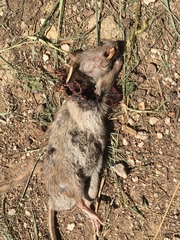 Rattus norvegicus