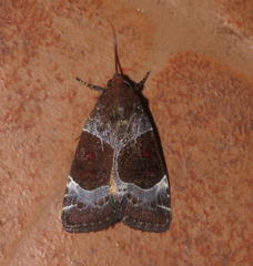 Hampsonodes mastoides