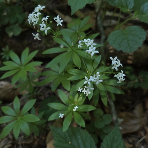Sweet Woodruff