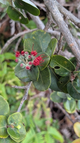 Metrosideros polymorpha observed 2026-05-24