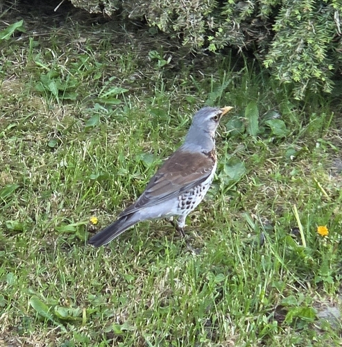 Fieldfare