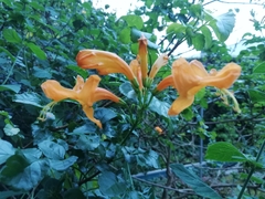 Tecomaria capensis