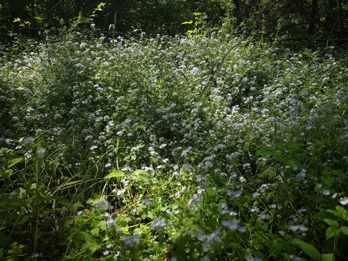 Phacelia purshii, photograph 5