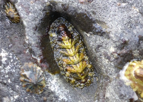 California Spiny Chiton