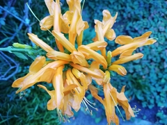 Tecomaria capensis