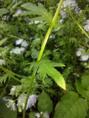 Phacelia purshii, photograph 6