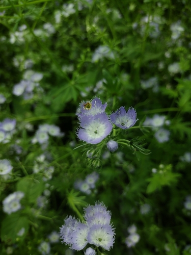 Phacelia purshii, photograph 4