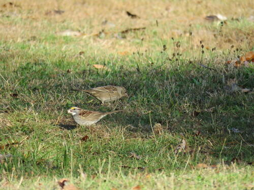 White-throated Sparrow photographed in Oregon