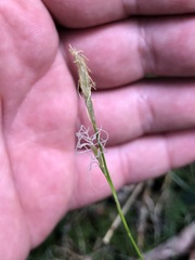 Carex alba
