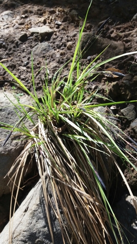 iNaturalist observation photo of grasses