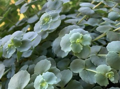 Hylotelephium sieboldii