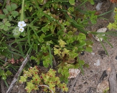 Lysimachia minima