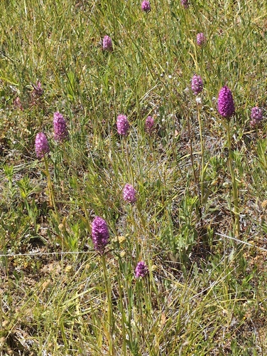 pyramidal orchid