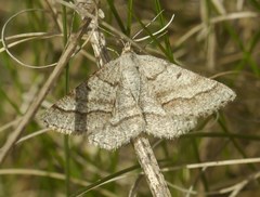 Isturgia murinaria