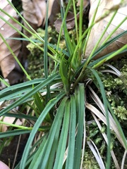 Carex umbrosa
