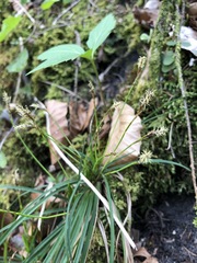 Carex umbrosa