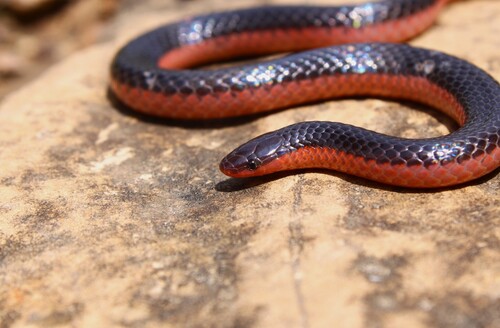 Western Worm Snake