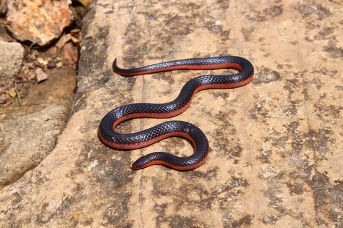 Western Worm Snake