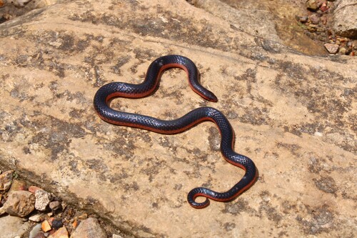 Western Worm Snake