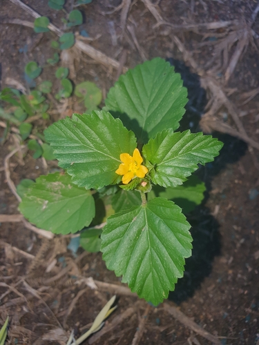 Malvastrum coromandelianum iNat (1)
