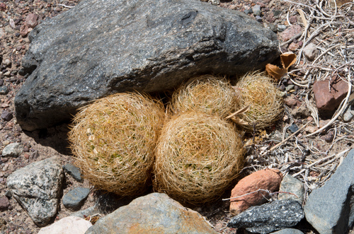 Eriosyce eriosyzoides ssp. eriosyzoides