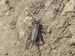 Modicogryllus