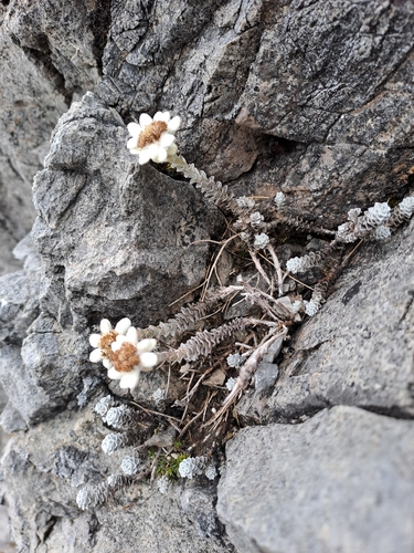 Leucogenes grandiceps, 2026-05-24